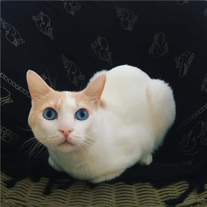 每日一读:猫咪品种—日本短尾猫