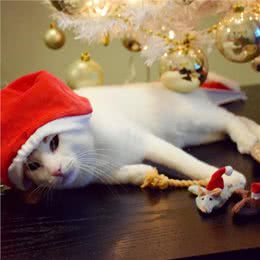 每日一读:猫咪品种—日本短尾猫
