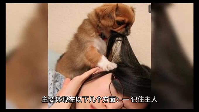 宠物冷知识：狗狗惊人的记忆力