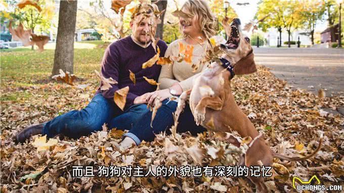 宠物冷知识：狗狗惊人的记忆力