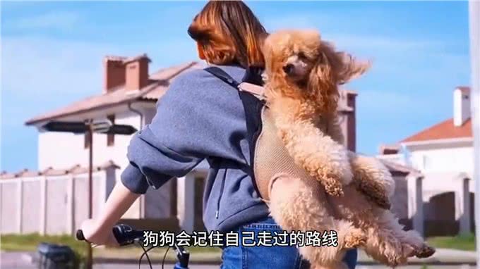 宠物冷知识：狗狗惊人的记忆力