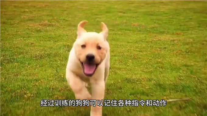 宠物冷知识：狗狗惊人的记忆力