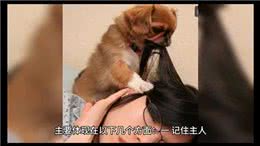 宠物冷知识：狗狗惊人的记忆力