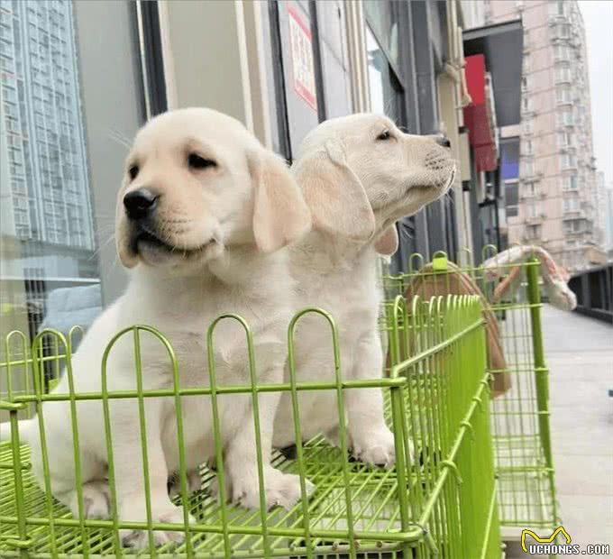 为什么越来越多人养拉布拉多?网友:养了就不想换狗