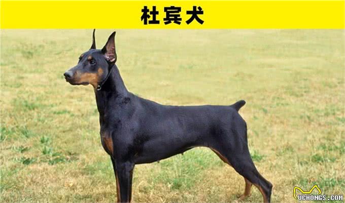 可能是地球上最为特别的8种犬类