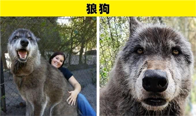 可能是地球上最为特别的8种犬类
