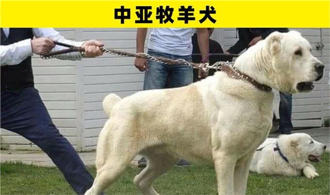 可能是地球上最为特别的8种犬类