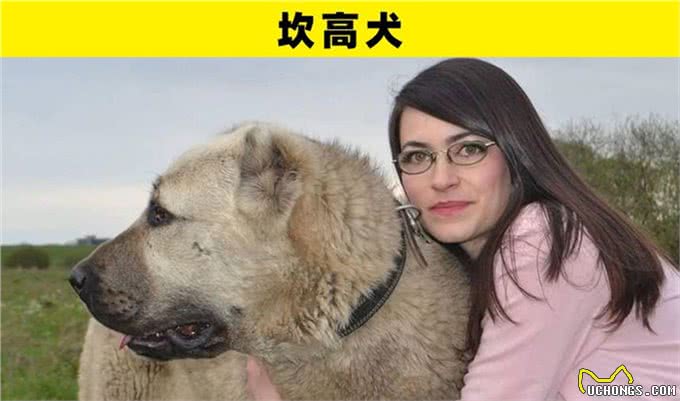 可能是地球上最为特别的8种犬类