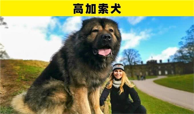 可能是地球上最为特别的8种犬类