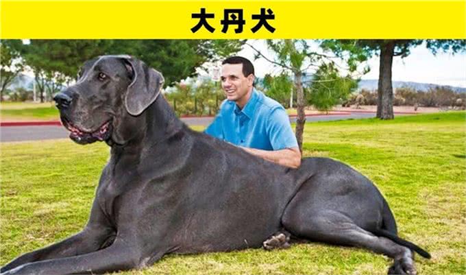 可能是地球上最为特别的8种犬类