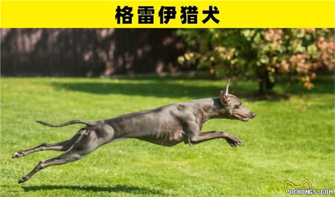 可能是地球上最为特别的8种犬类