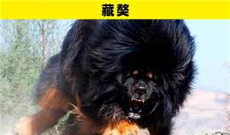 可能是地球上最为特别的8种犬类