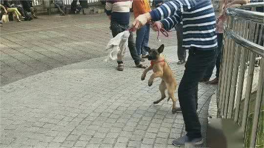 假如被狗咬住了，掌握技巧，就能立马让狗自行松口