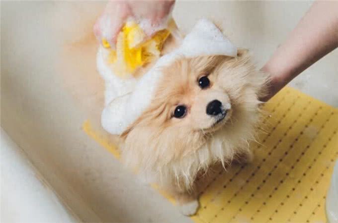 帮博美犬洗澡时需注意的六大忌