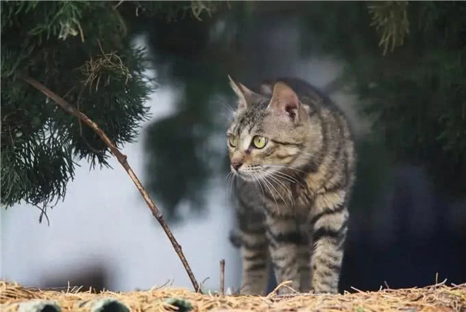 中国特有的狸花猫，强大之处令人惊叹
