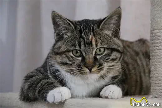 中国特有的狸花猫，强大之处令人惊叹
