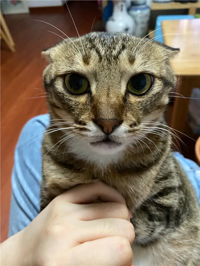 中国特有的狸花猫，强大之处令人惊叹