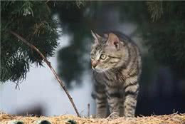 中国特有的狸花猫，强大之处令人惊叹
