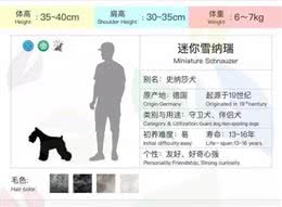 汪界时尚老鲜肉雪纳瑞