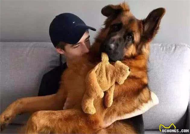 粘人狗狗排行榜，榜首之位花落谁家?宠主:第一名让人受不了