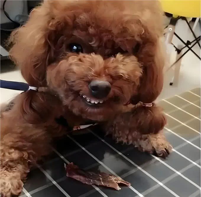 泰迪犬为何讨人嫌，有时就连其他犬也会咬泰迪