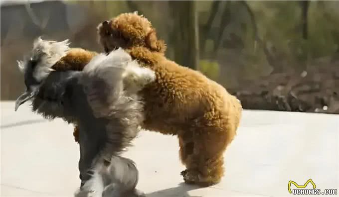 泰迪犬为何讨人嫌，有时就连其他犬也会咬泰迪