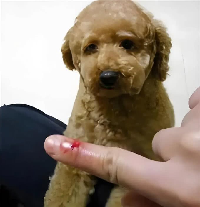泰迪犬为何讨人嫌，有时就连其他犬也会咬泰迪