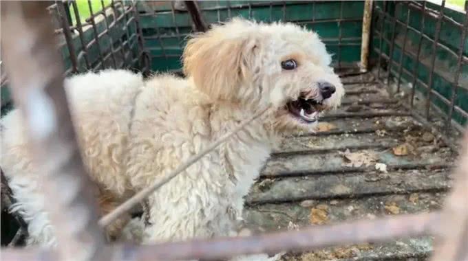 泰迪犬为何讨人嫌，有时就连其他犬也会咬泰迪