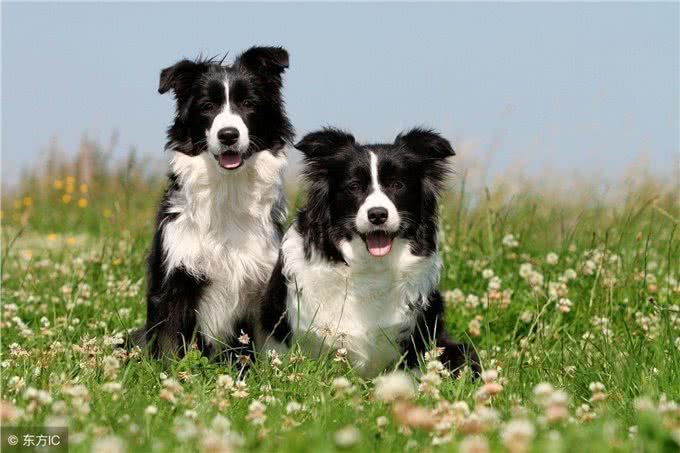 怎样快速判断边境牧羊犬值不值得买