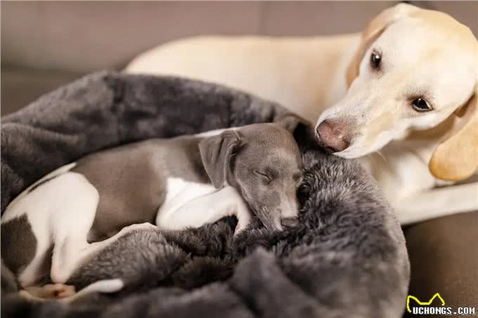 狗狗睡眠时间有多长?了解宠物作息，更懂爱犬!