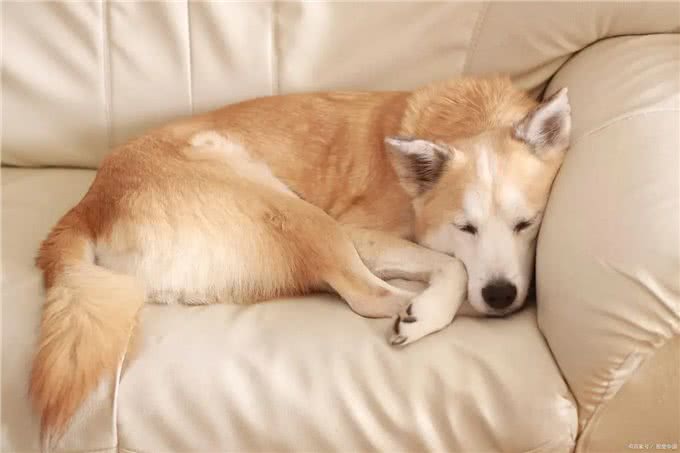 狗狗睡眠时间有多长?了解宠物作息，更懂爱犬!