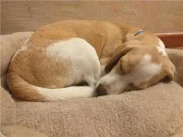 狗狗睡眠时间有多长?了解宠物作息，更懂爱犬!