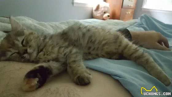 喵星人的日常:揭秘猫咪的多彩生活
