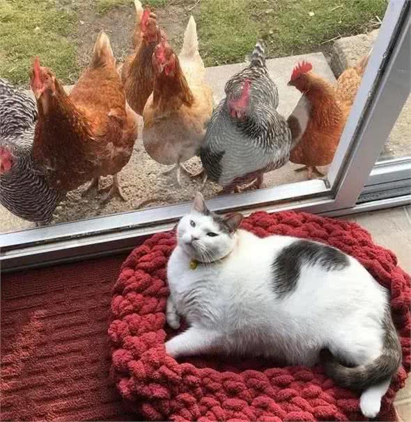 喵星人的日常:揭秘猫咪的多彩生活