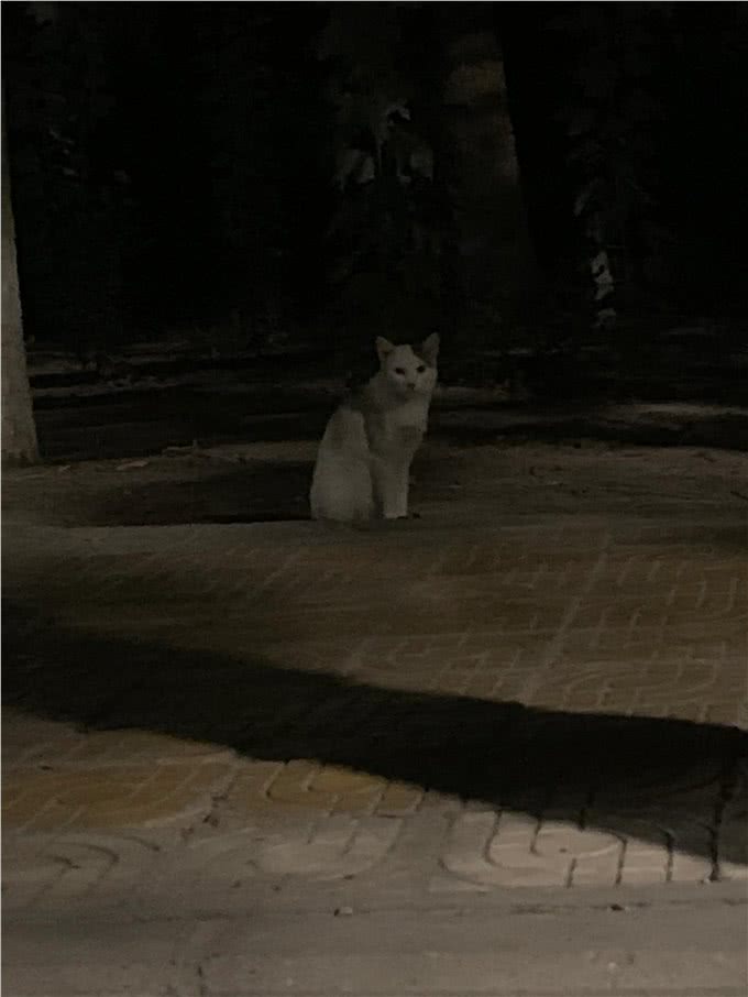 喵星人的日常:揭秘猫咪的多彩生活