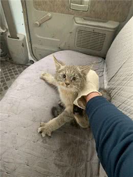 喵星人的日常:揭秘猫咪的多彩生活