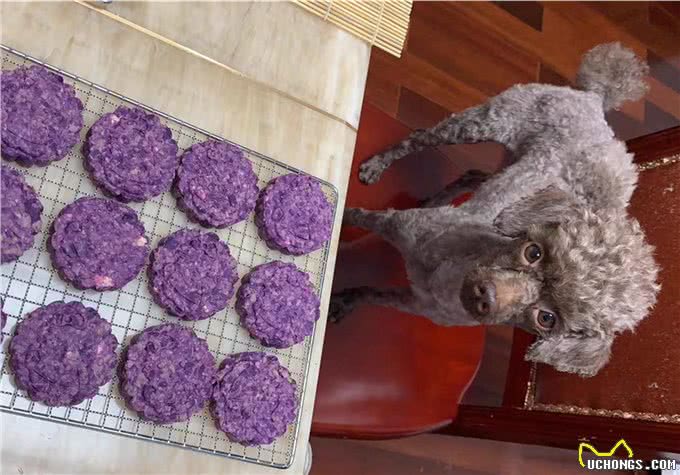 辟谣，米饭能代替狗粮成犬类主食?不能，狗狗消化淀粉存在缺陷