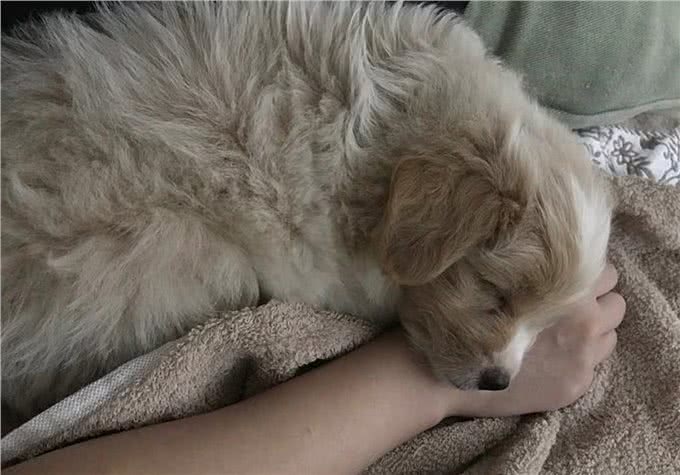 辟谣，米饭能代替狗粮成犬类主食?不能，狗狗消化淀粉存在缺陷