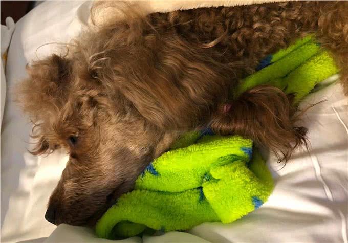 辟谣，米饭能代替狗粮成犬类主食?不能，狗狗消化淀粉存在缺陷