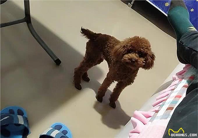 辟谣，米饭能代替狗粮成犬类主食?不能，狗狗消化淀粉存在缺陷