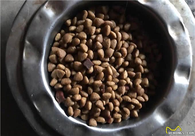 辟谣，米饭能代替狗粮成犬类主食?不能，狗狗消化淀粉存在缺陷