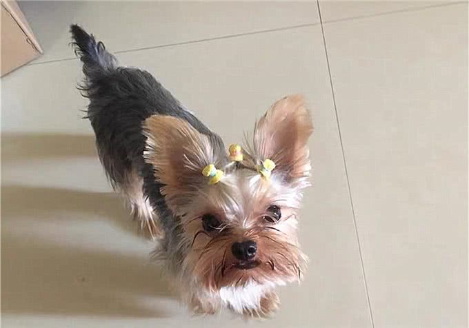辟谣，米饭能代替狗粮成犬类主食?不能，狗狗消化淀粉存在缺陷