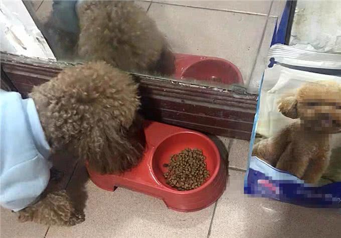 辟谣，米饭能代替狗粮成犬类主食?不能，狗狗消化淀粉存在缺陷