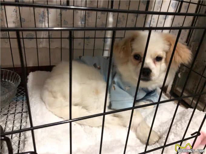 辟谣，米饭能代替狗粮成犬类主食?不能，狗狗消化淀粉存在缺陷