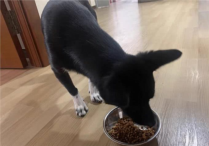 辟谣，米饭能代替狗粮成犬类主食?不能，狗狗消化淀粉存在缺陷