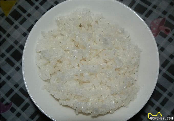 辟谣，米饭能代替狗粮成犬类主食?不能，狗狗消化淀粉存在缺陷