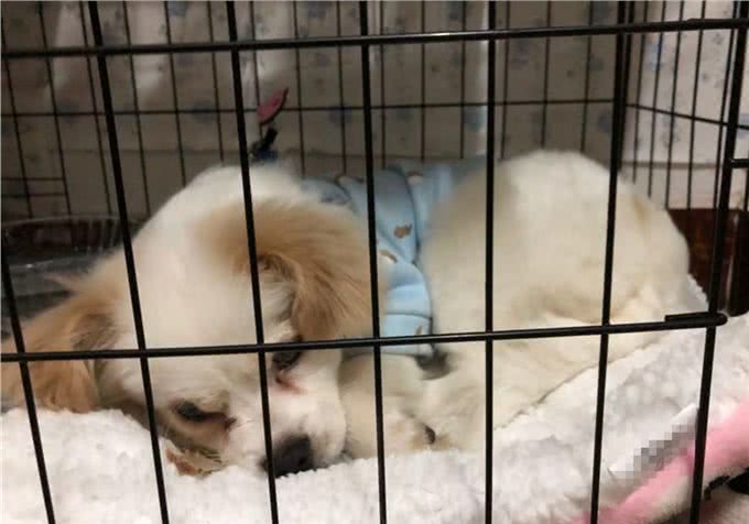 辟谣，米饭能代替狗粮成犬类主食?不能，狗狗消化淀粉存在缺陷