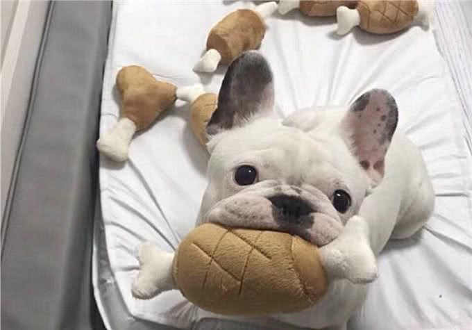辟谣，米饭能代替狗粮成犬类主食?不能，狗狗消化淀粉存在缺陷