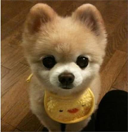 狗狗身上的毛发出现打结的情况，那么我们应该注意哪些呢?