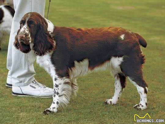 世界名犬—史宾格犬